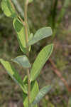 Pine barren whitetop aster